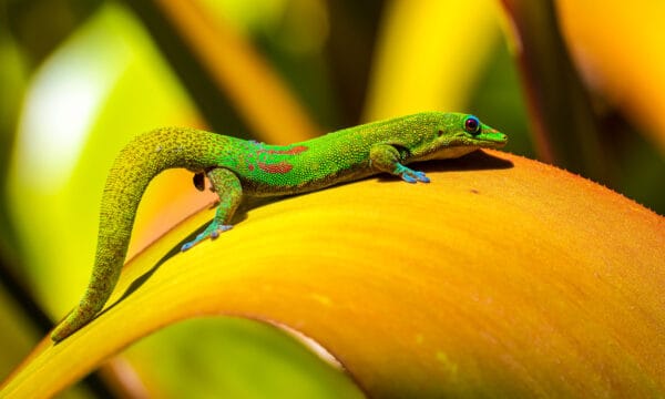 Gecko Poop: Everything You've Ever Wanted to Know - A-Z Animals