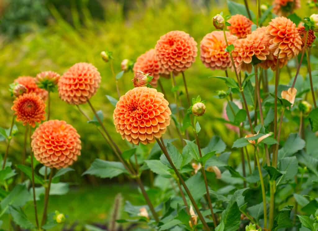 dahlias growing in a garden