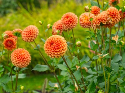 A Zinnia vs Dahlia: Is There a Difference?