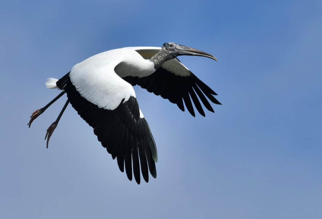 wood stork flying It is mostly white , with black and white wings It has long legs hanging down behind it. The sky is the background.