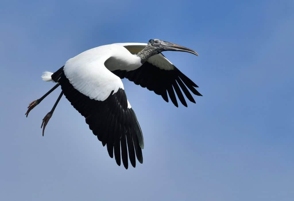 La cigüeña de madera es en su mayoría blanca, con alas blancas y negras y tiene patas largas que cuelgan detrás de ella.  El cielo es el fondo.