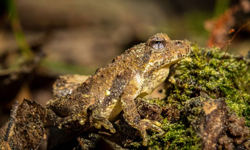 Northern Cricket Frog