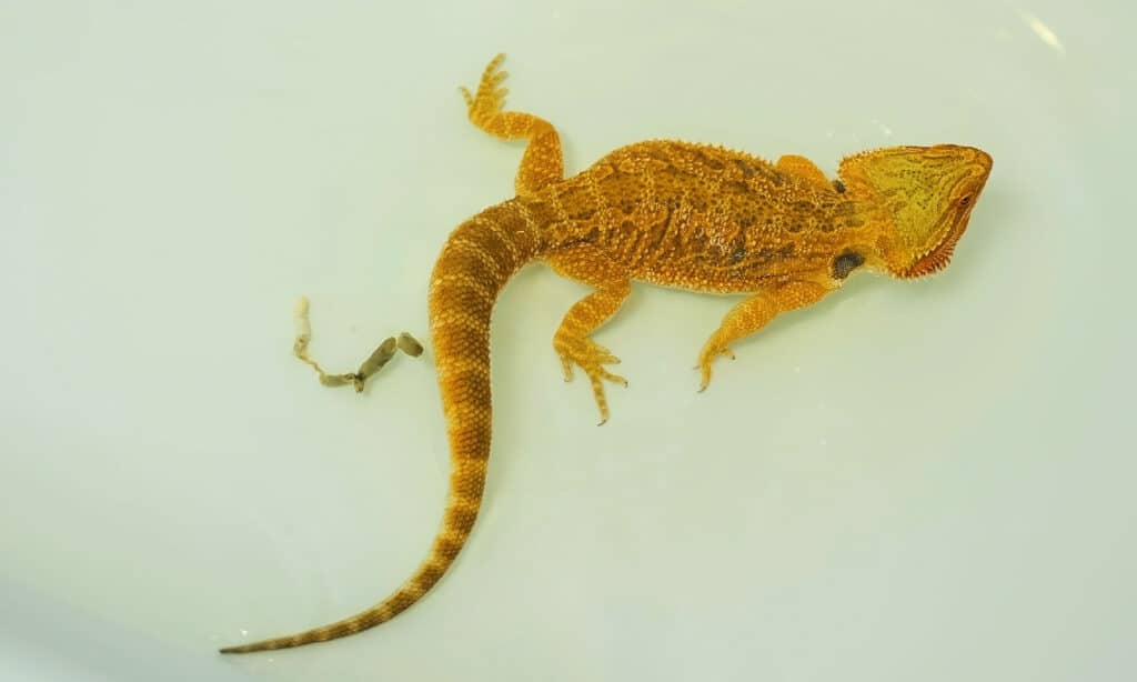 Baby bearded agama bathing lizard poops in the bathroom
