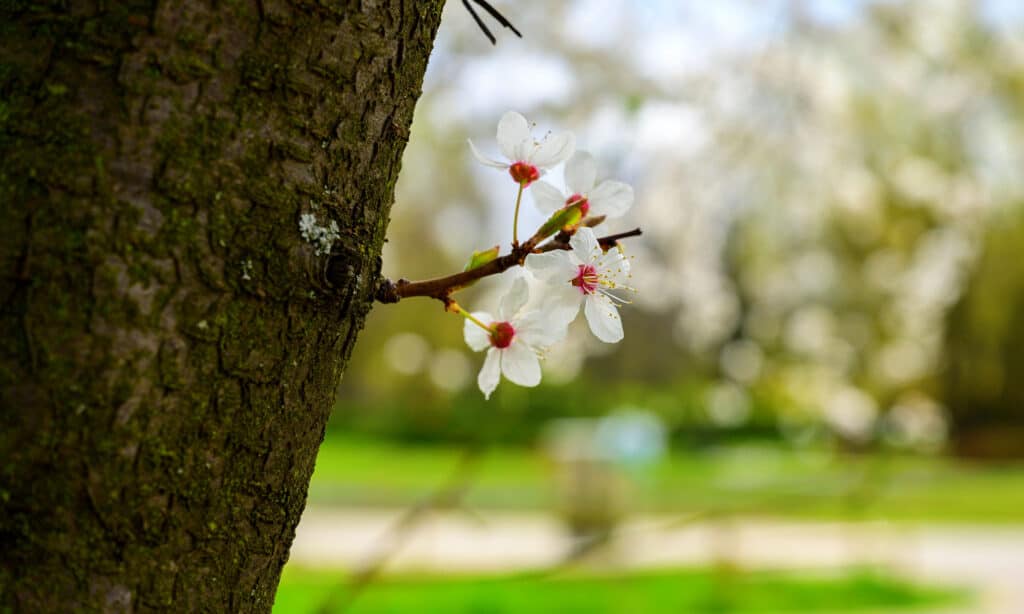 Mexican Plum