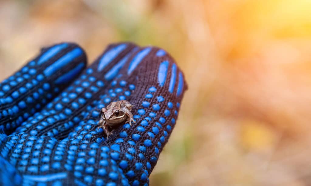 Gray Tree Frog