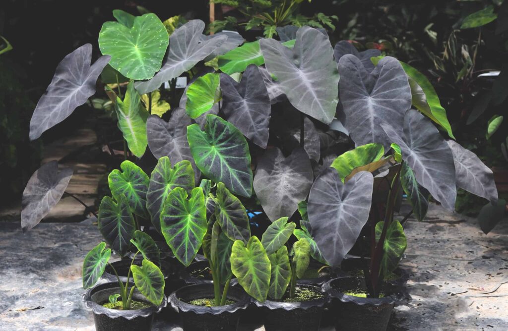 alocasia vs colocasia