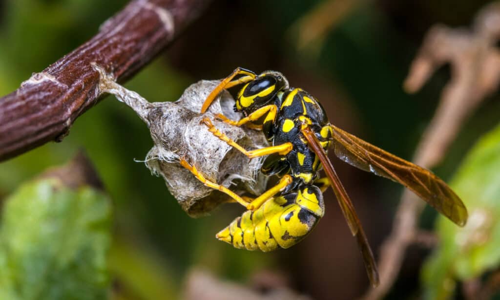 paper wasp nest identification