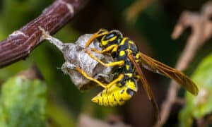 What Do Paper Wasps Eat? photo