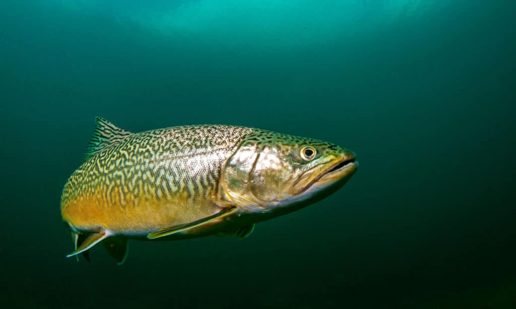 tiger trout 