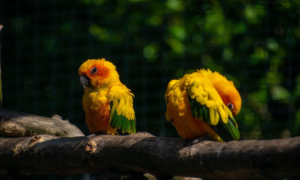 Carolina parakeet