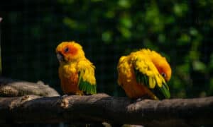Male vs. Female Parakeet: What Are the Differences? Picture