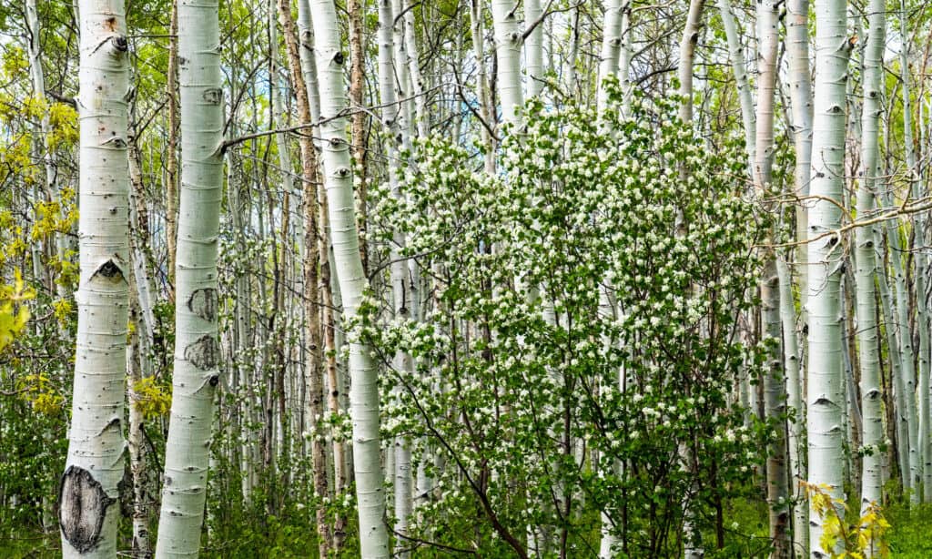 Utah Serviceberry