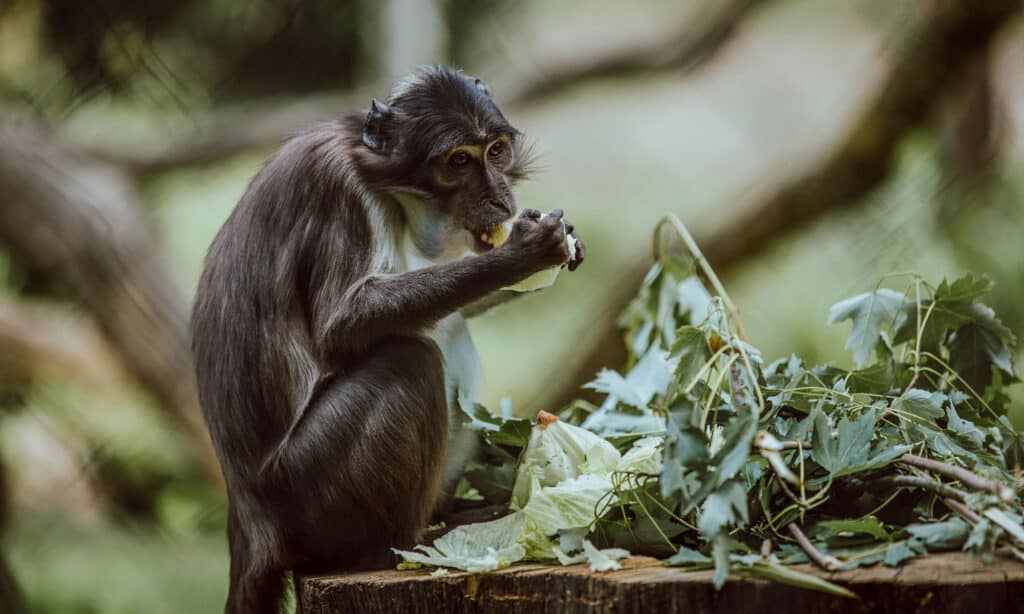 White-Eyelid Mangabey