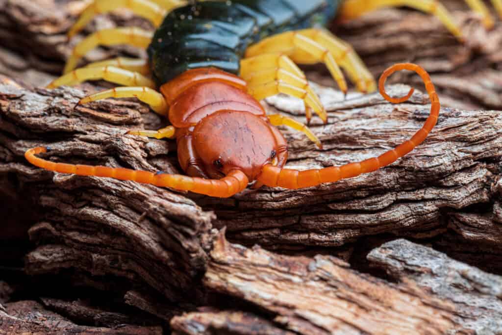 Giant desert centipede