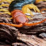 Giant desert centipede