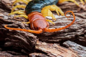 10 Incredible Centipede Facts Picture