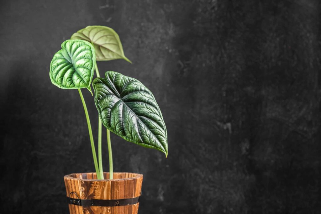 alocasia vs colocasia