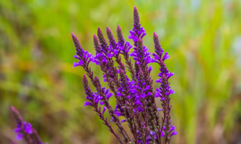 Blue Vervain