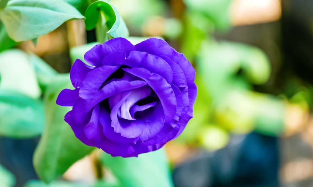 Texas Bluebell Lisianthus