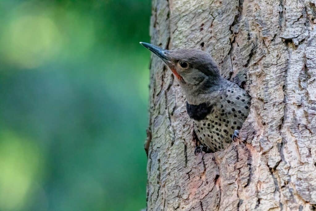 Baby Northern Flicker
