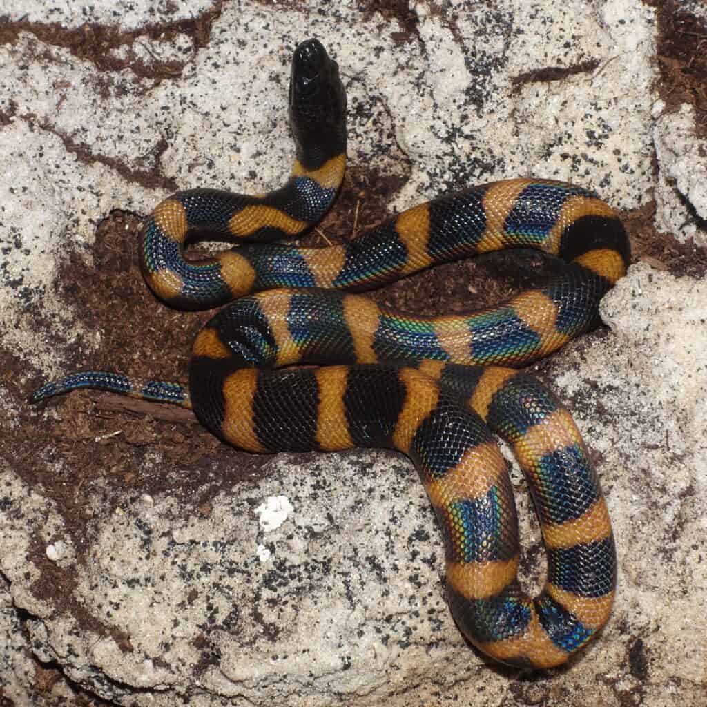 Young Bismarck Ringed Python on a rock