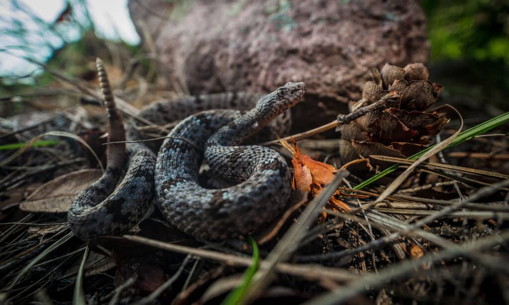 Rock Rattlesnake