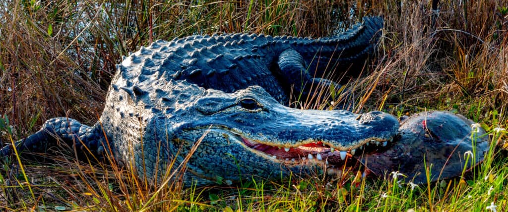Un alligator de 10 pieds capturé dans le Mississippi est peut-être le plus gros de tous les temps et vieux d'un siècle