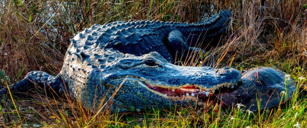 Alligator eating