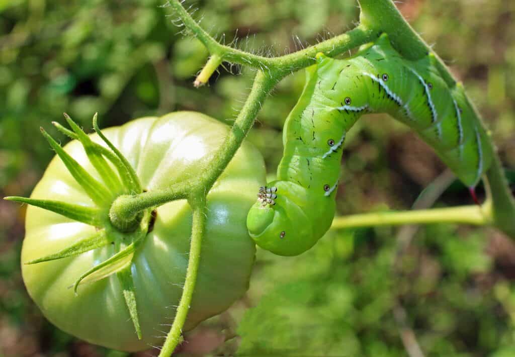 tomato hornworm