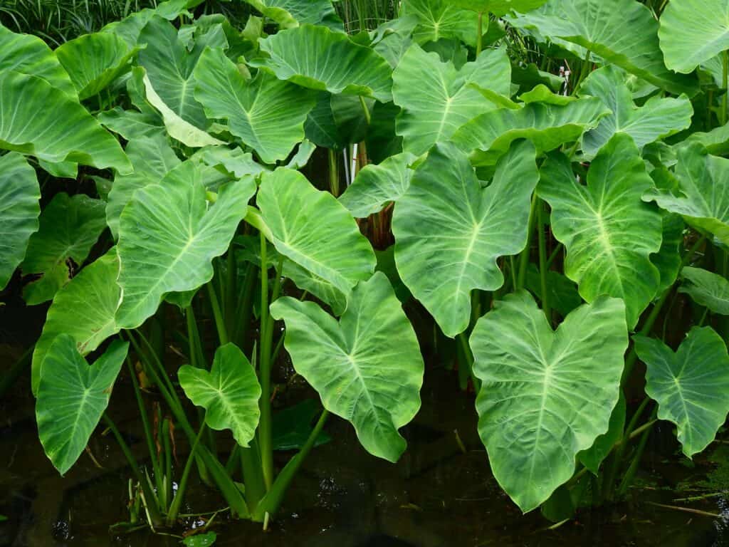 alocasia vs colocasia