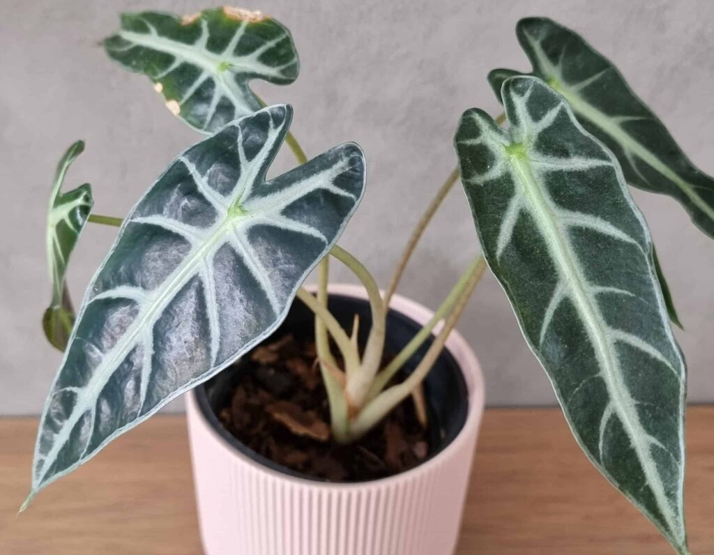 Alocasia Bambino vs Polly