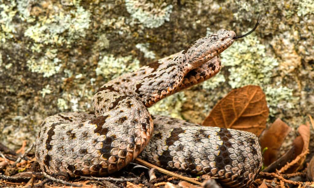 rock rattlesnake