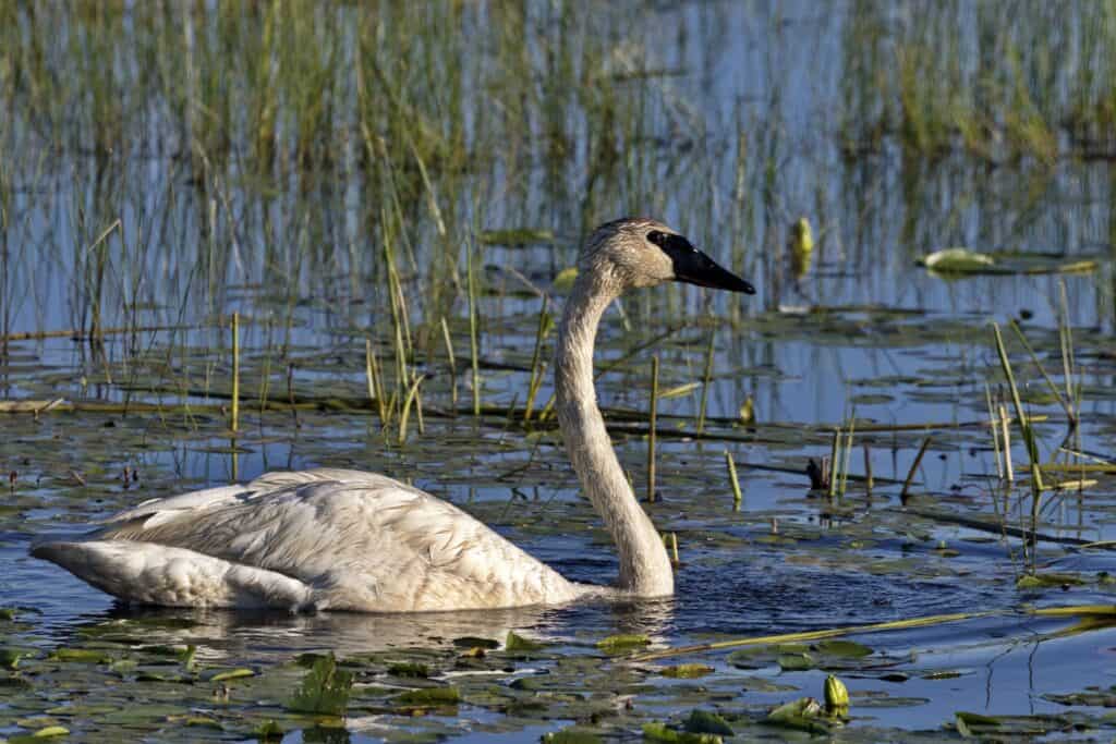 Trumpeter Swan at Crex Meadows