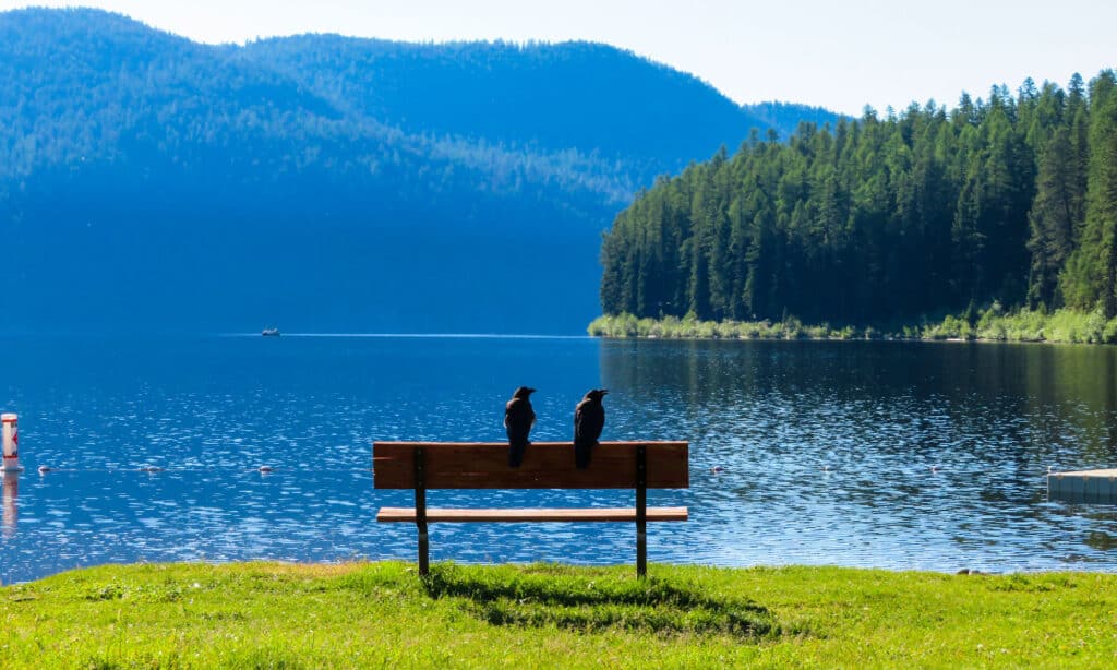 Pair of crows perched on a bench.