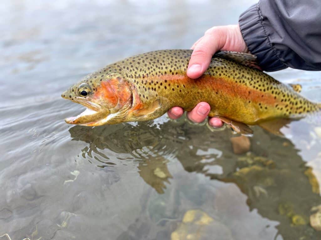 A Yellowstone Cutthroat Trout in an angler's hand prior to being released