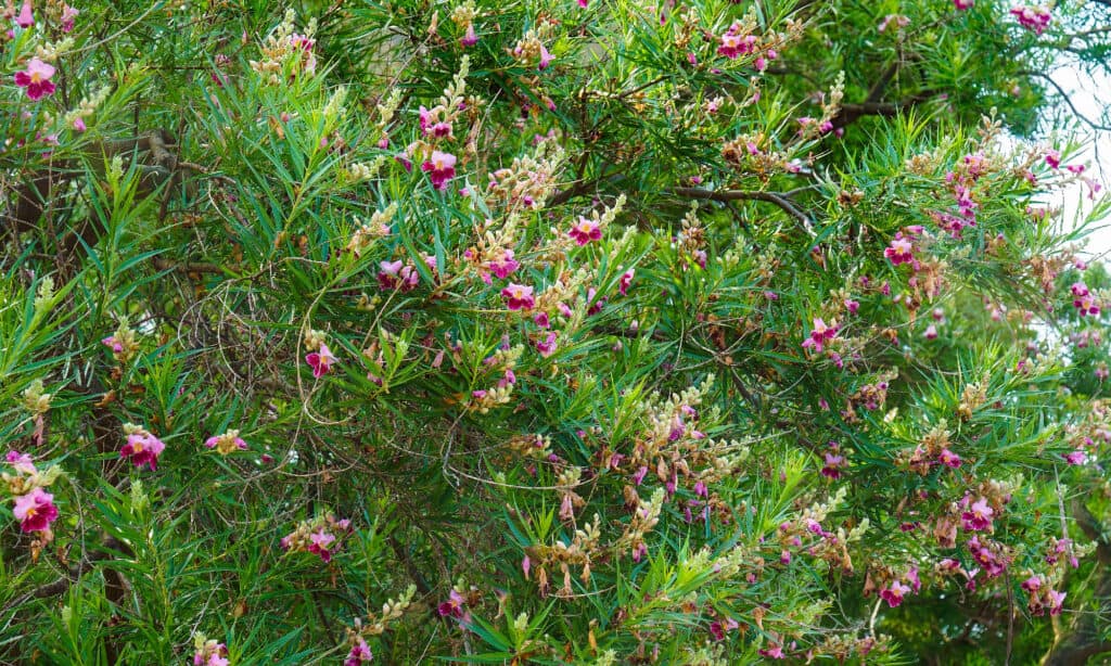 Desert Willow