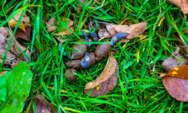 Slug Poop: Everything You’ve Ever Wanted to Know