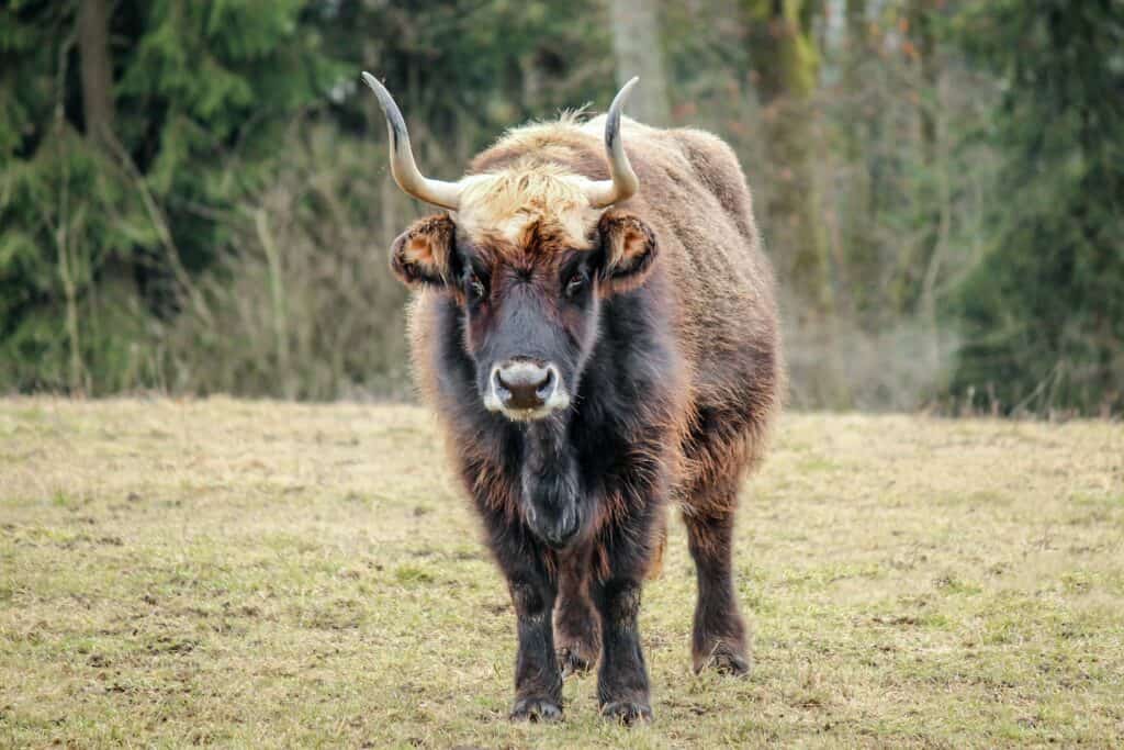 Aurochs - A-Z Animals