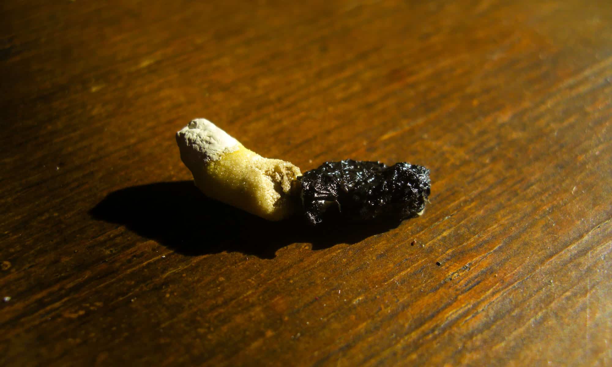 Gecko Poop Everything You've Ever Wanted to Know AZ Animals