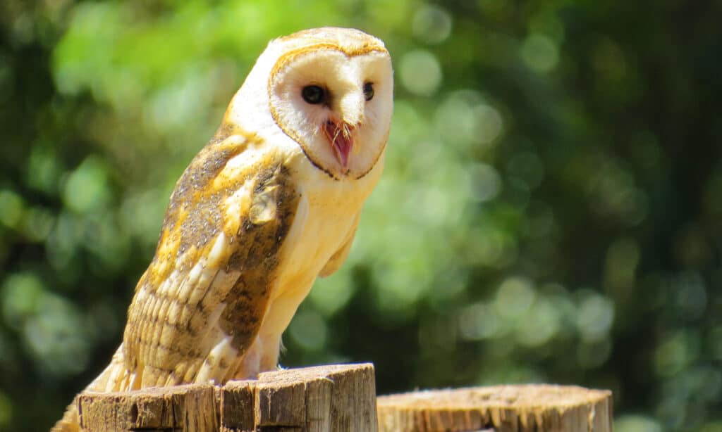 Barn Owl Chouette effraie Lechuza Tyto alba controlled conditions