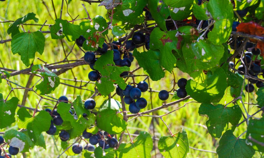 Mustang Grapes