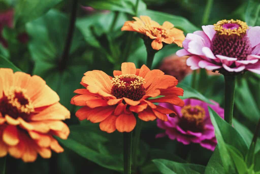 Zinnias in a garden