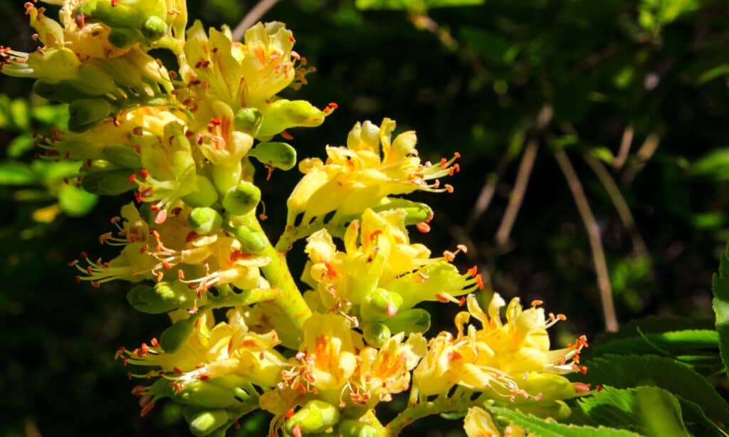 Texas Buckeye