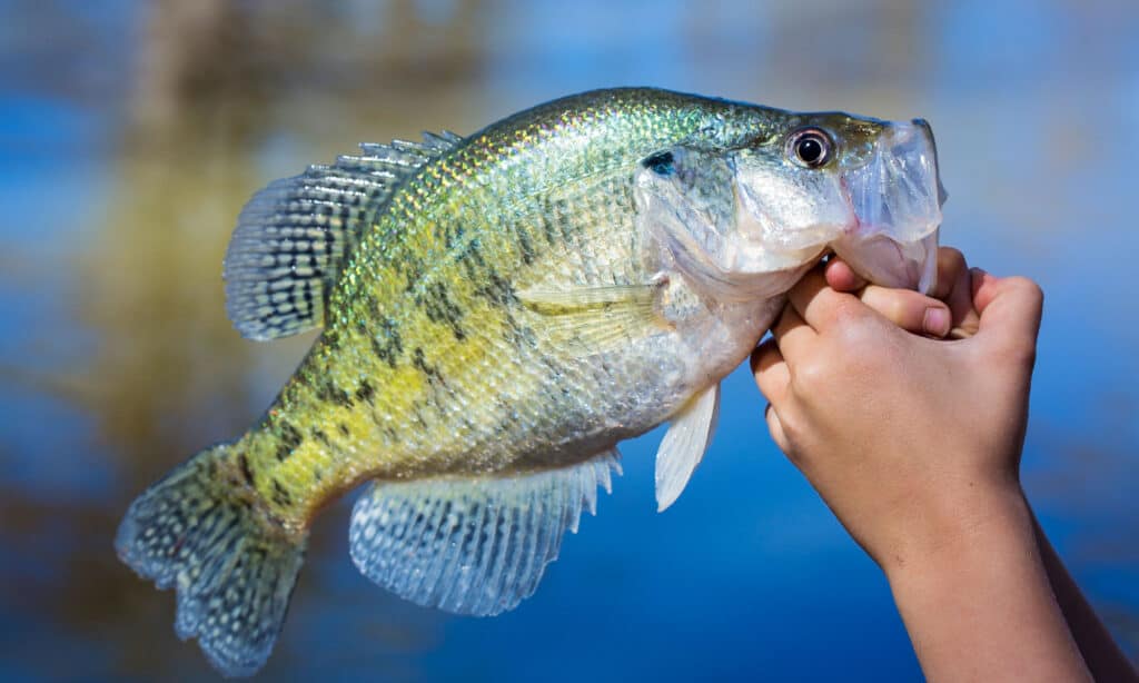 world record white crappie