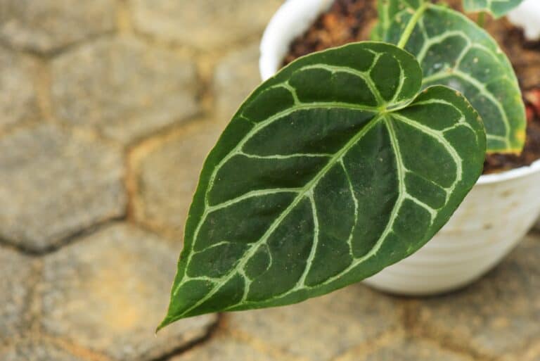 Anthurium Crystallinum close up