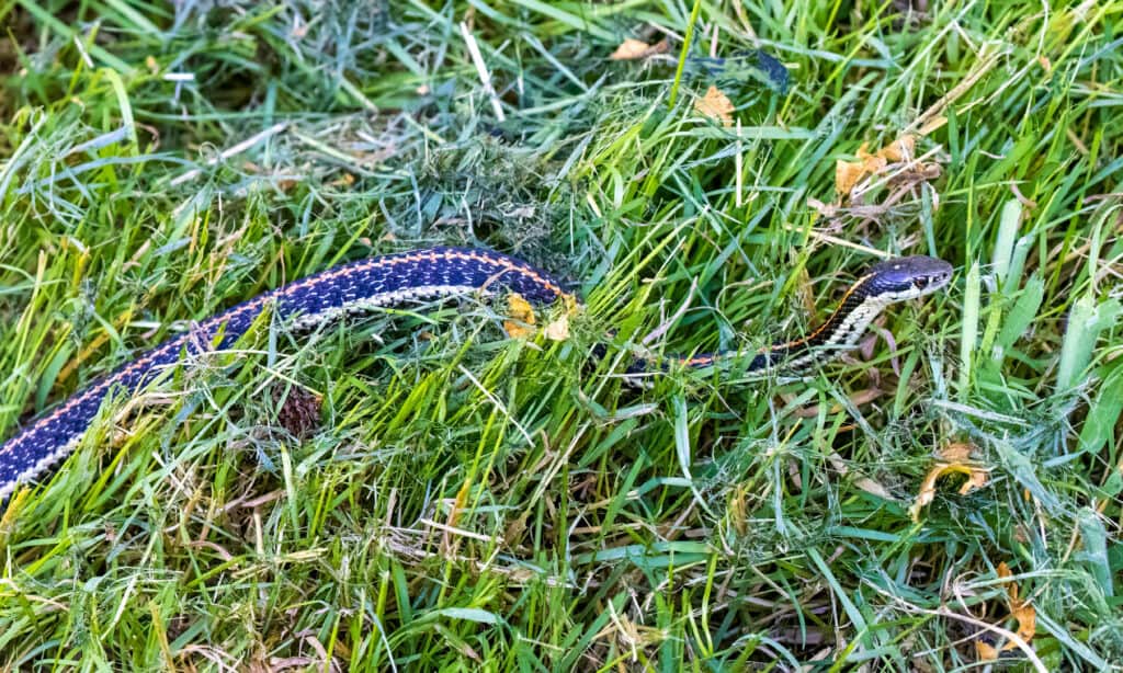 striped snake