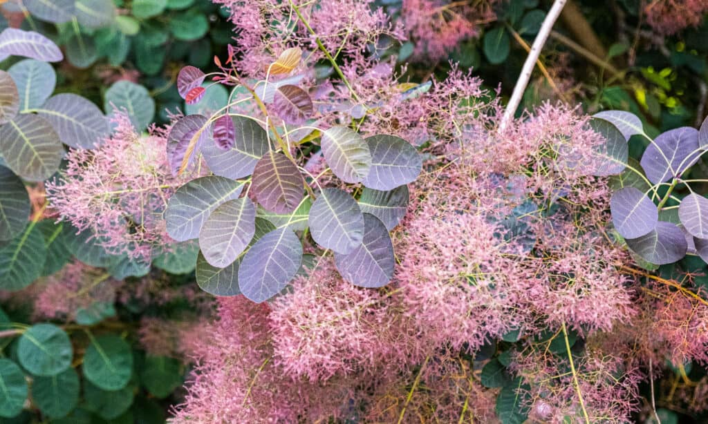 American smoke tree