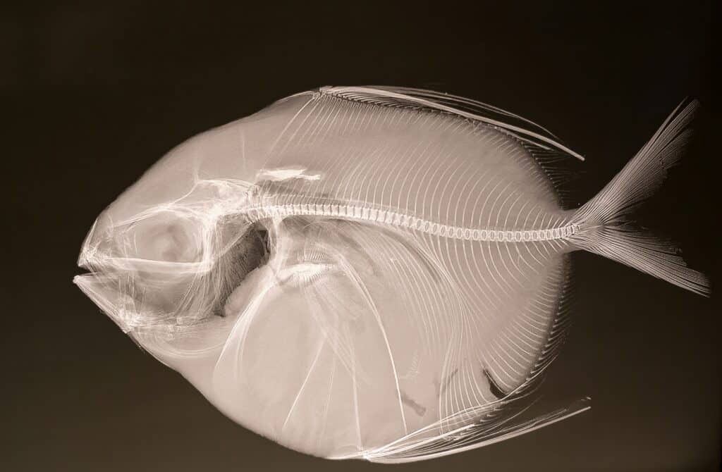 Opah fish x-ray