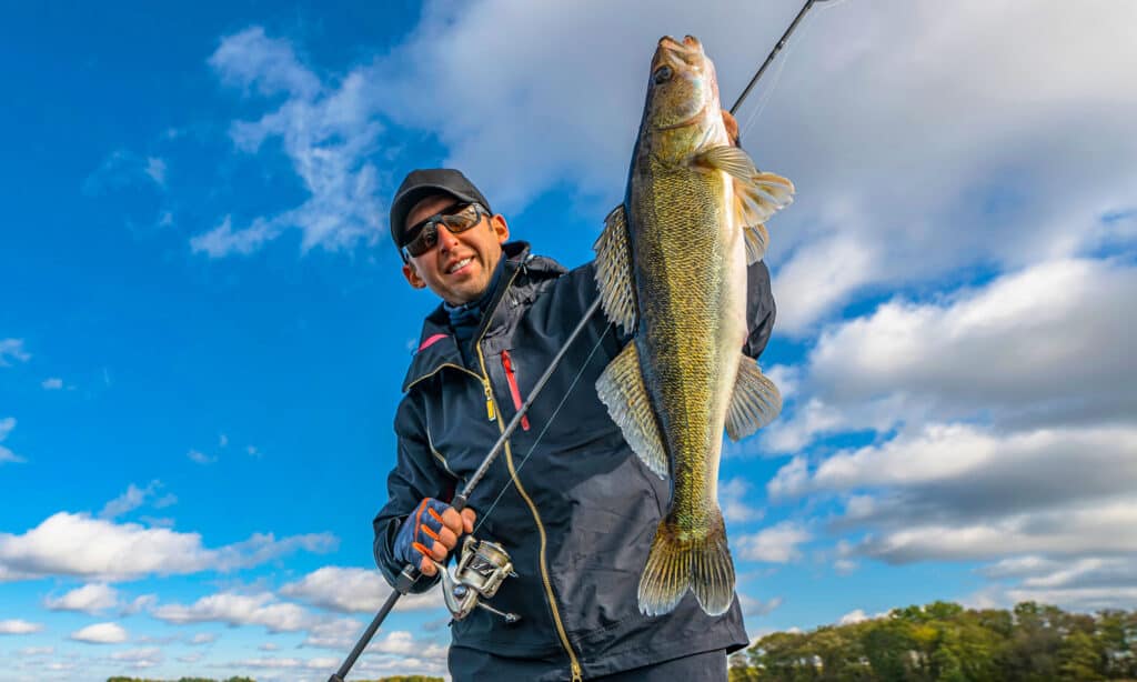 walleye