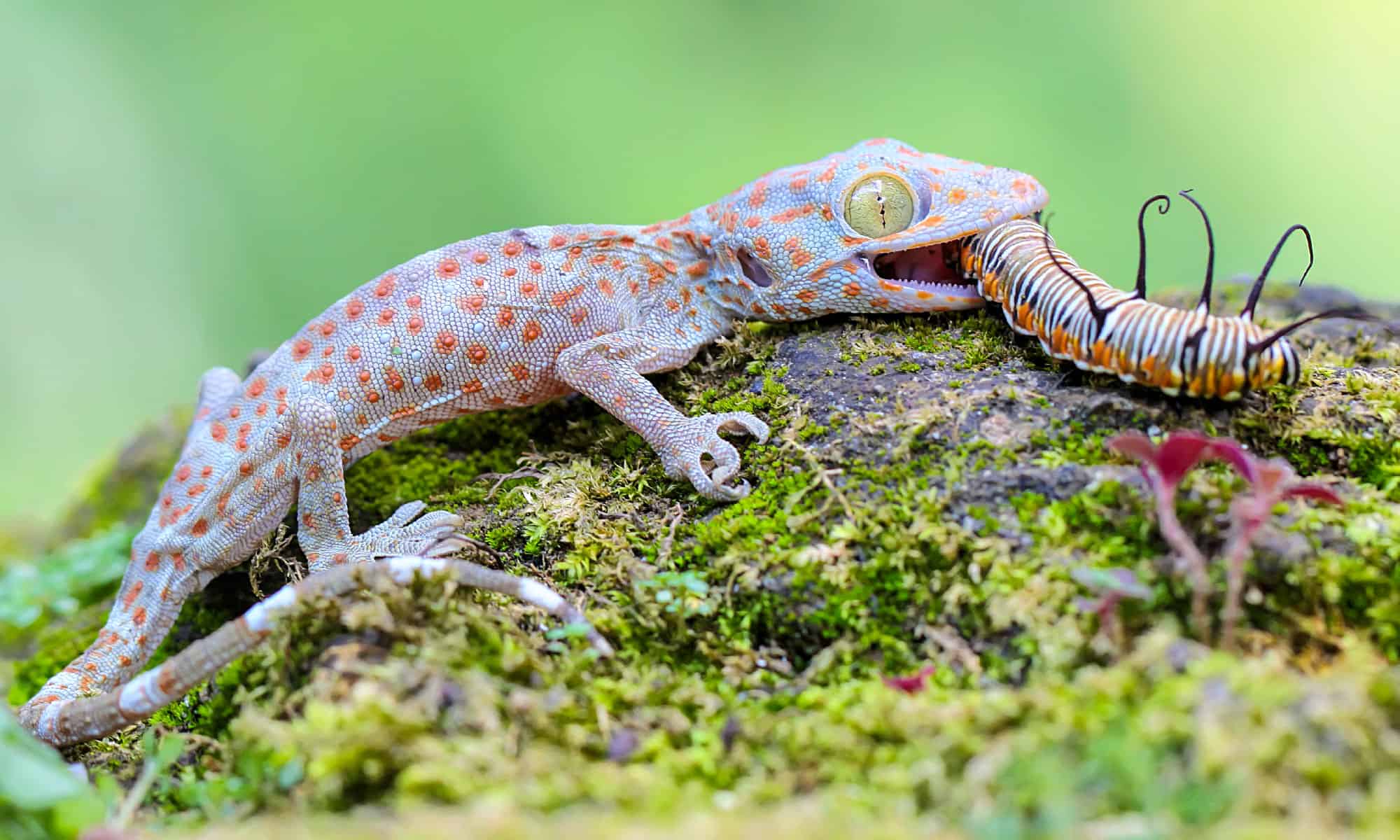 Gecko Comes Out of Nowhere To a Fight Snake That Is Squeezing His Buddy ...